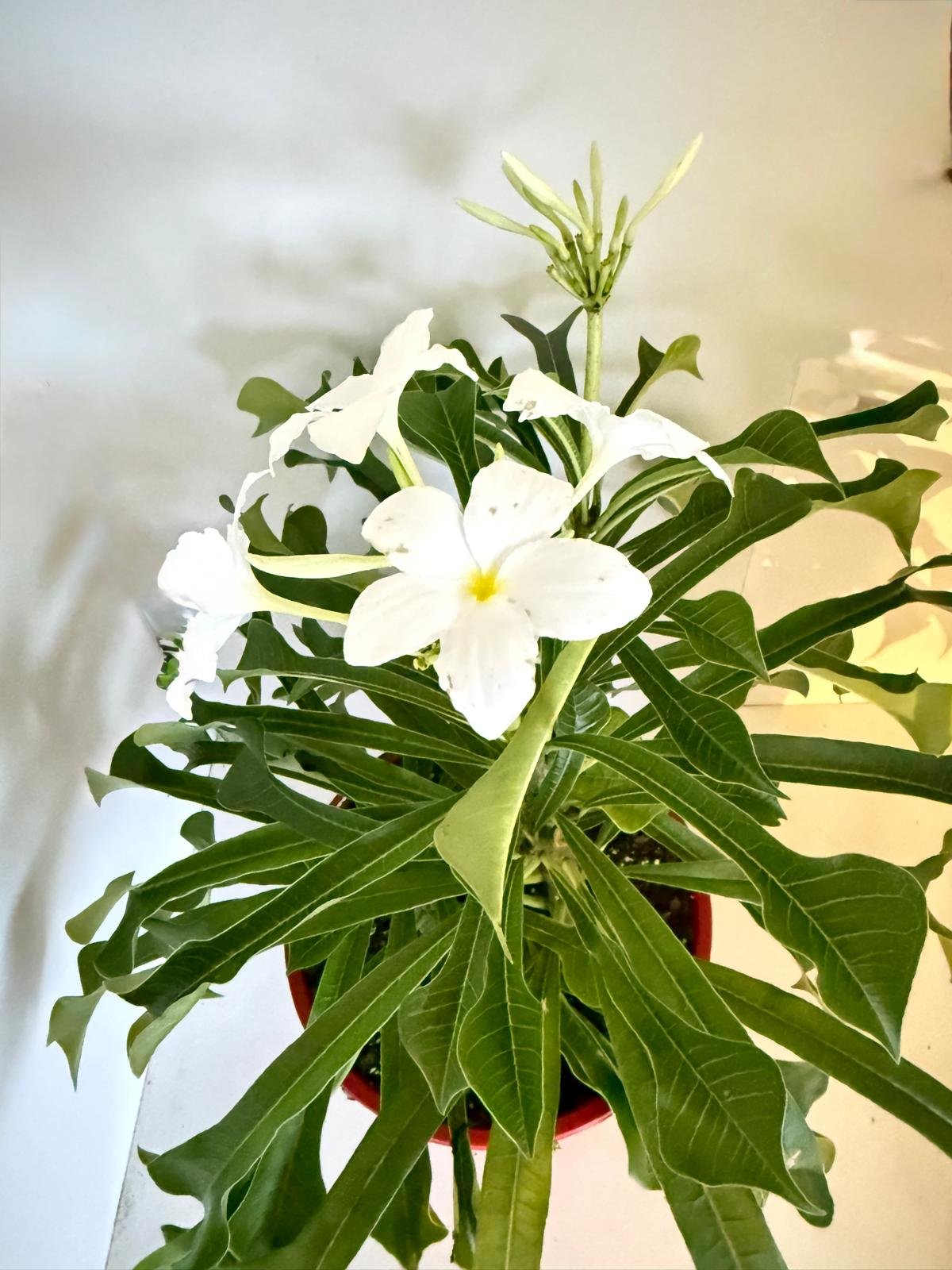 Plumeria Paduca -3 in one