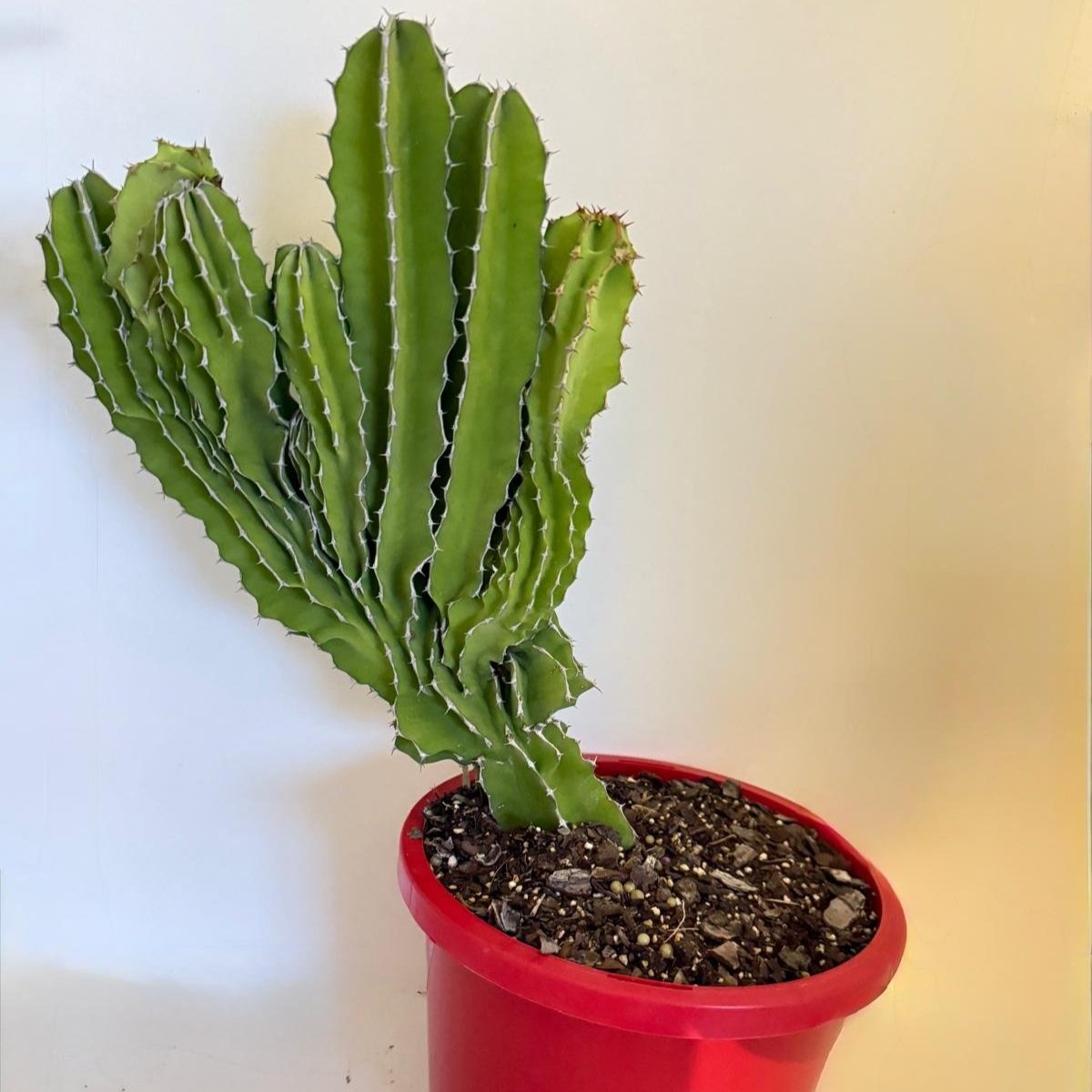 Euphorbia Kibwezensis #86