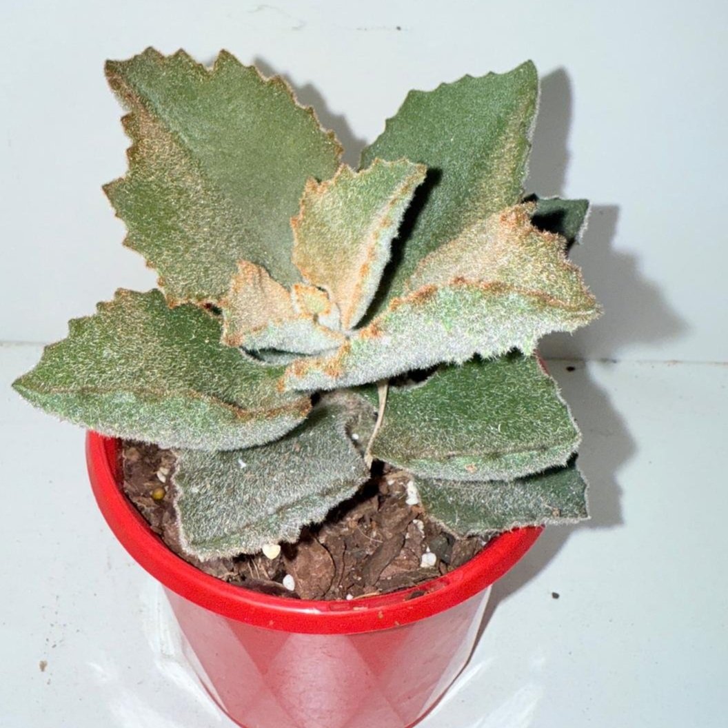 Kalanchoe Beharensis “Fang” 130mm