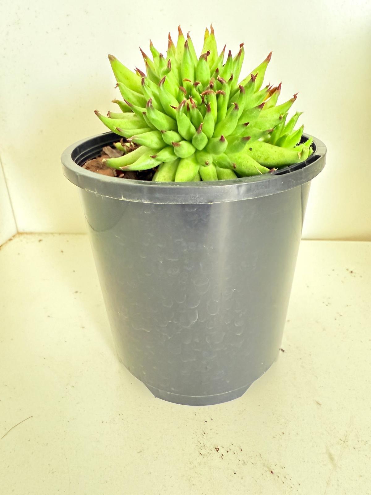 Sempervivum Pittoni  100mm