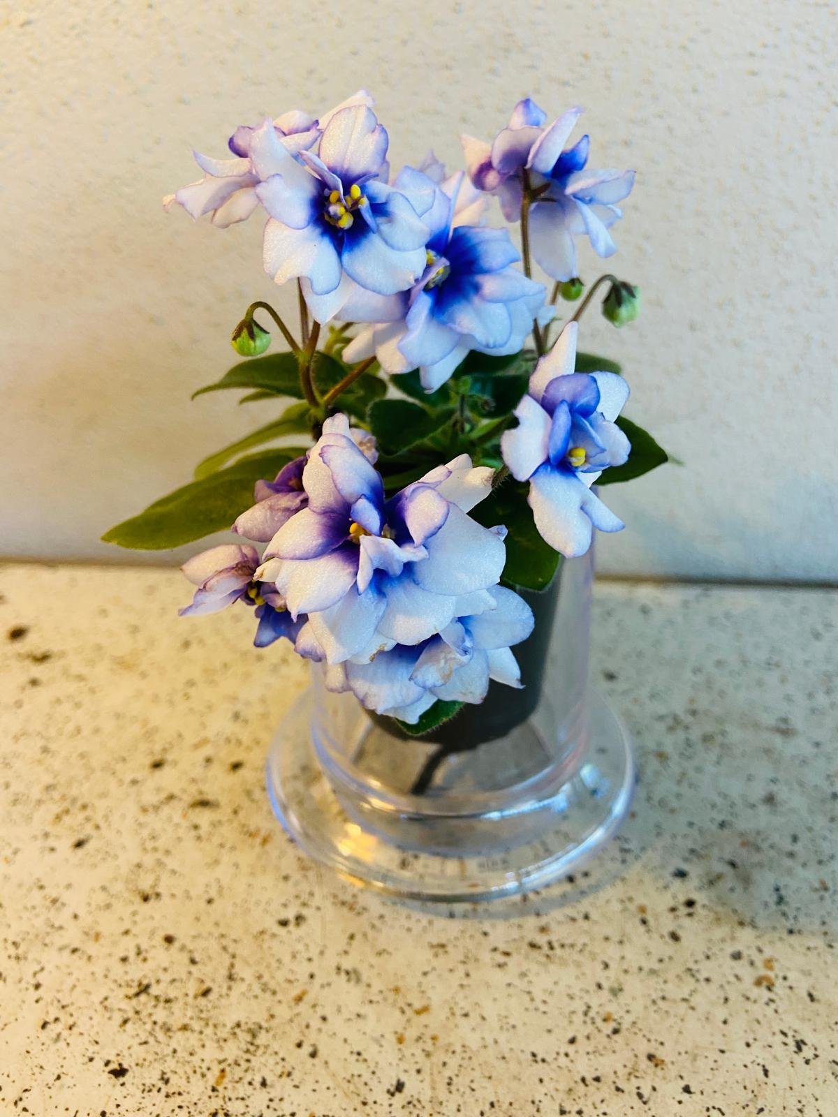 Miniature African Violet - Rob's Loose Noodle