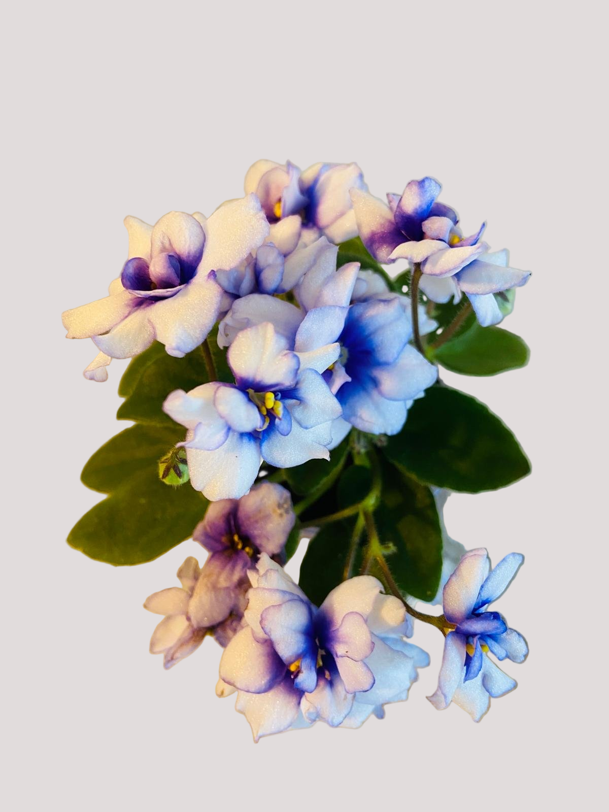 Miniature African Violet - Rob's Loose Noodle