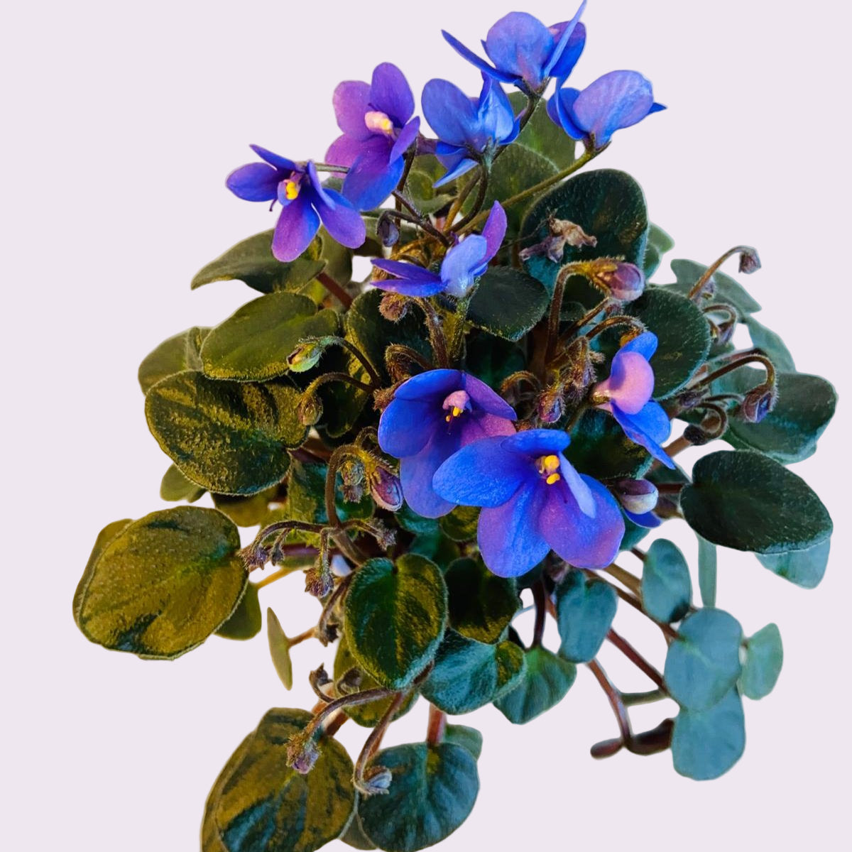 Miniature African Violet Optomara Little Sapphire