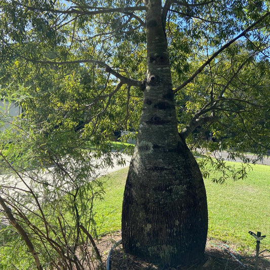 Brachychiton rupestris – The Iconic Queensland Bottle Tree 130mm