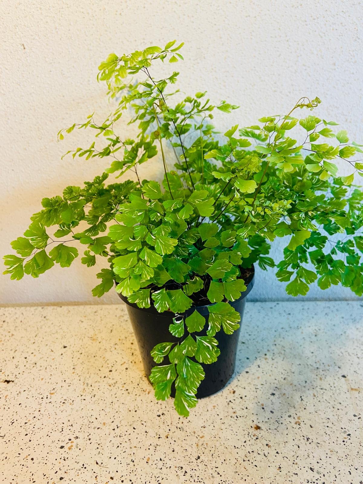 Variegated Maidenhair Fern with 100mm pot