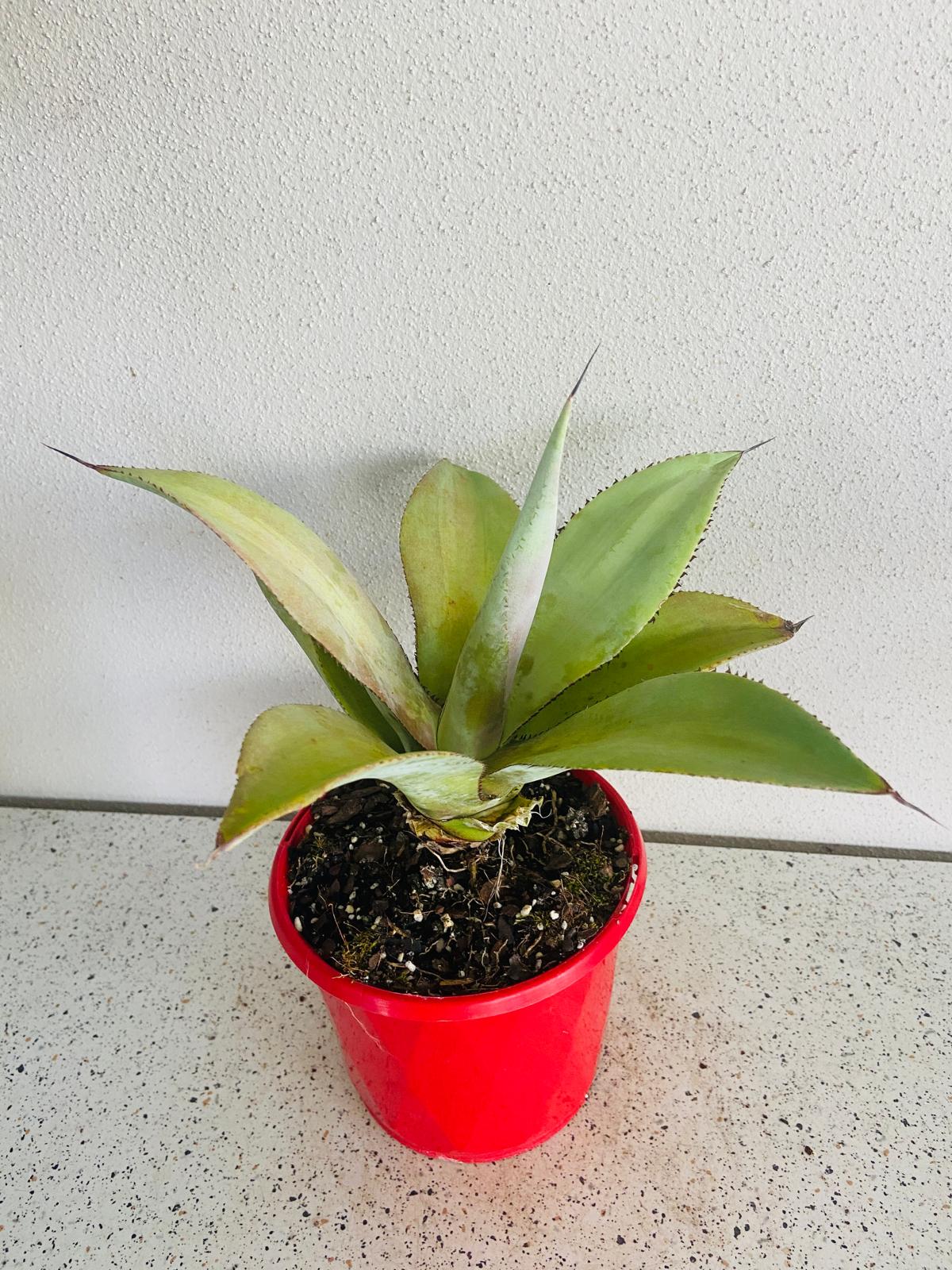 Agave Titanota x Attenuata 130mm