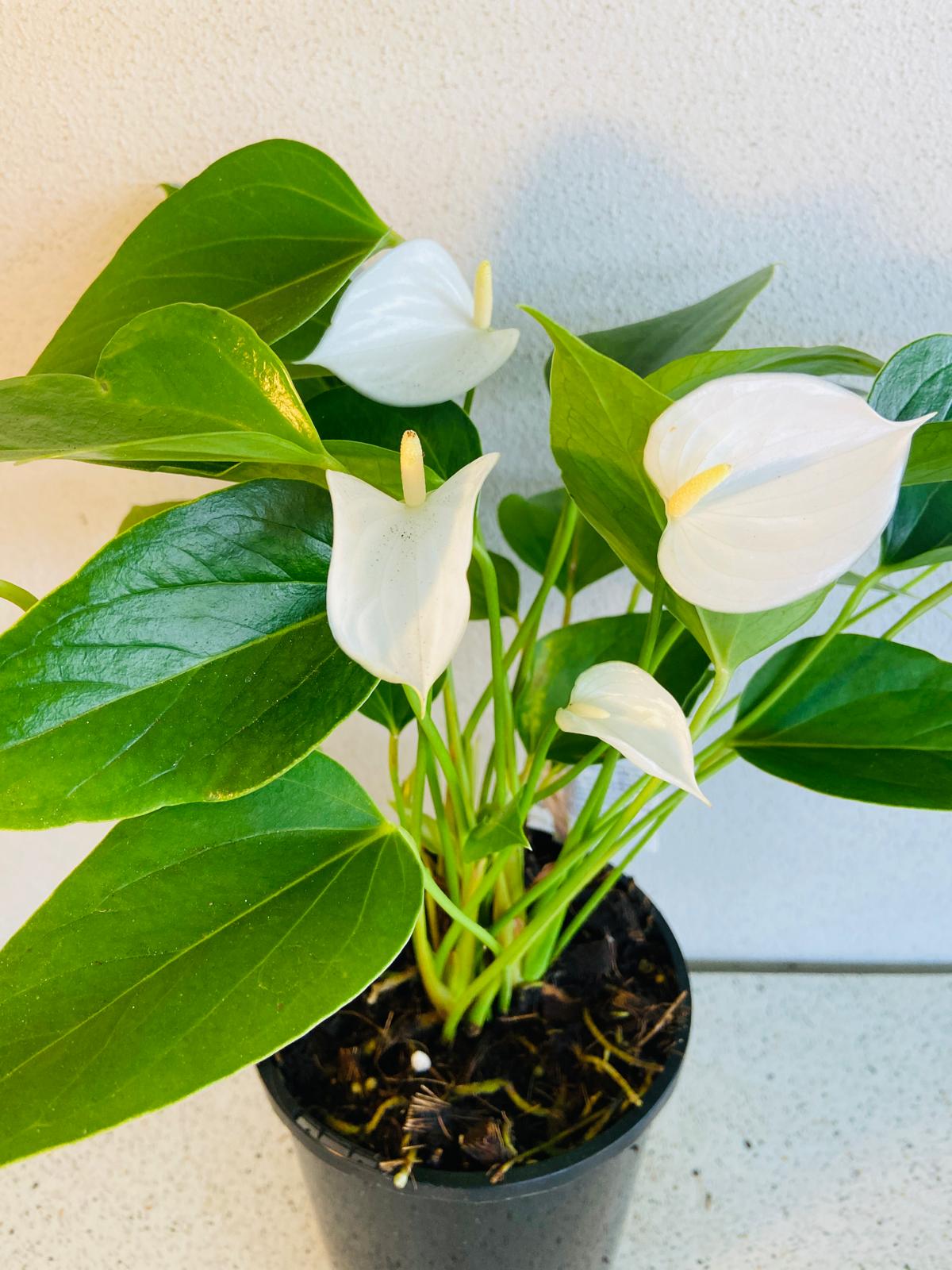 Anthurium White Winner 100mm pot size plant- with pot