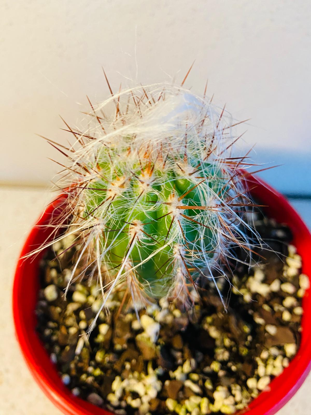Cacti - Oreocereus Old Man of the Andes Celsianus