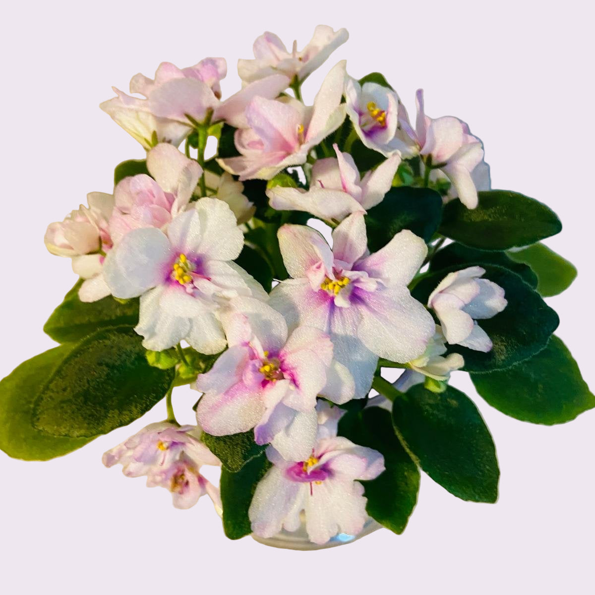 Miniature African Violet - Light Pink