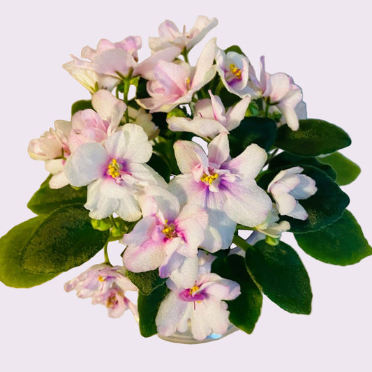 Miniature African Violet - Light Pink
