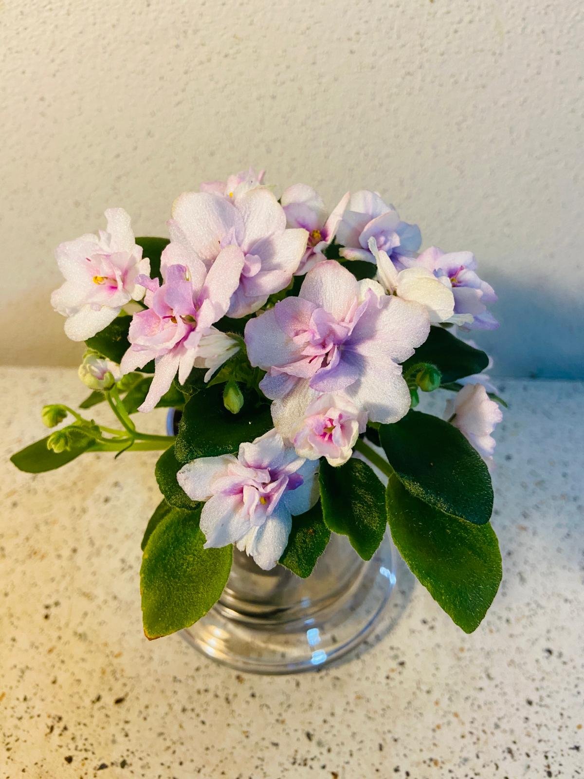 Miniature African Violet - Light Pink
