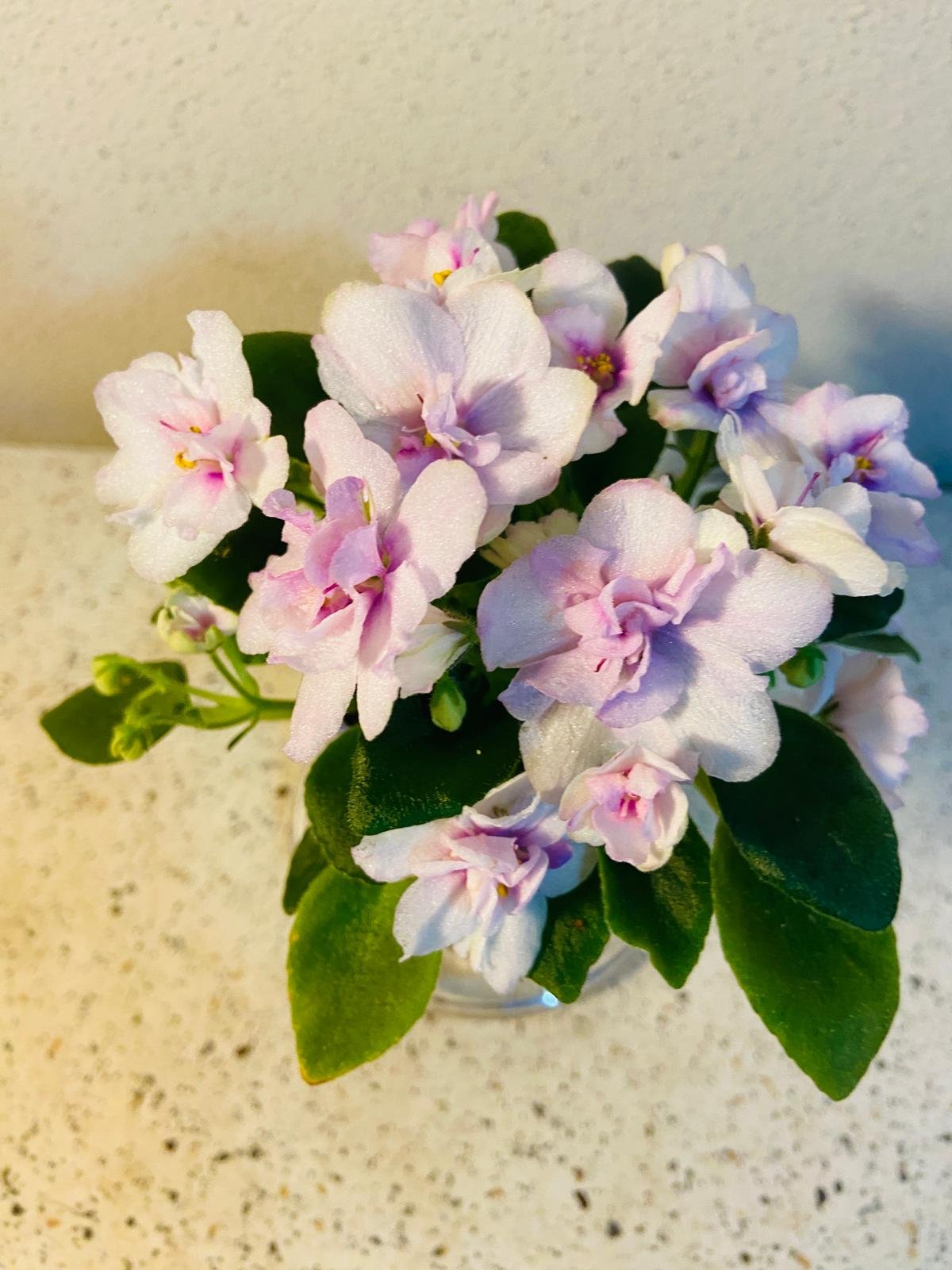 Miniature African Violet - Light Pink