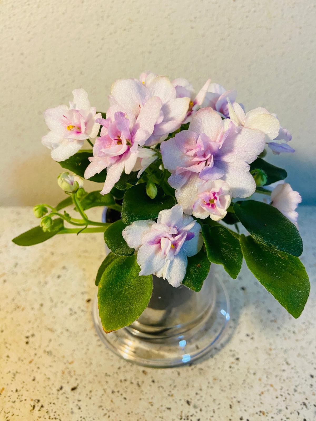 Miniature African Violet - Light Pink