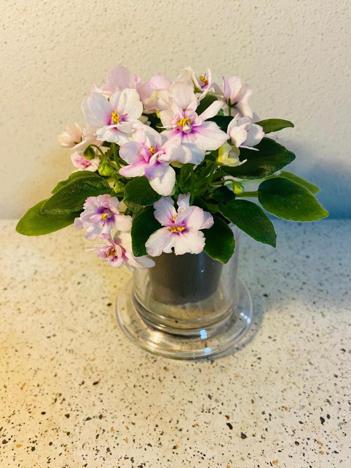 Miniature African Violet - Light Pink