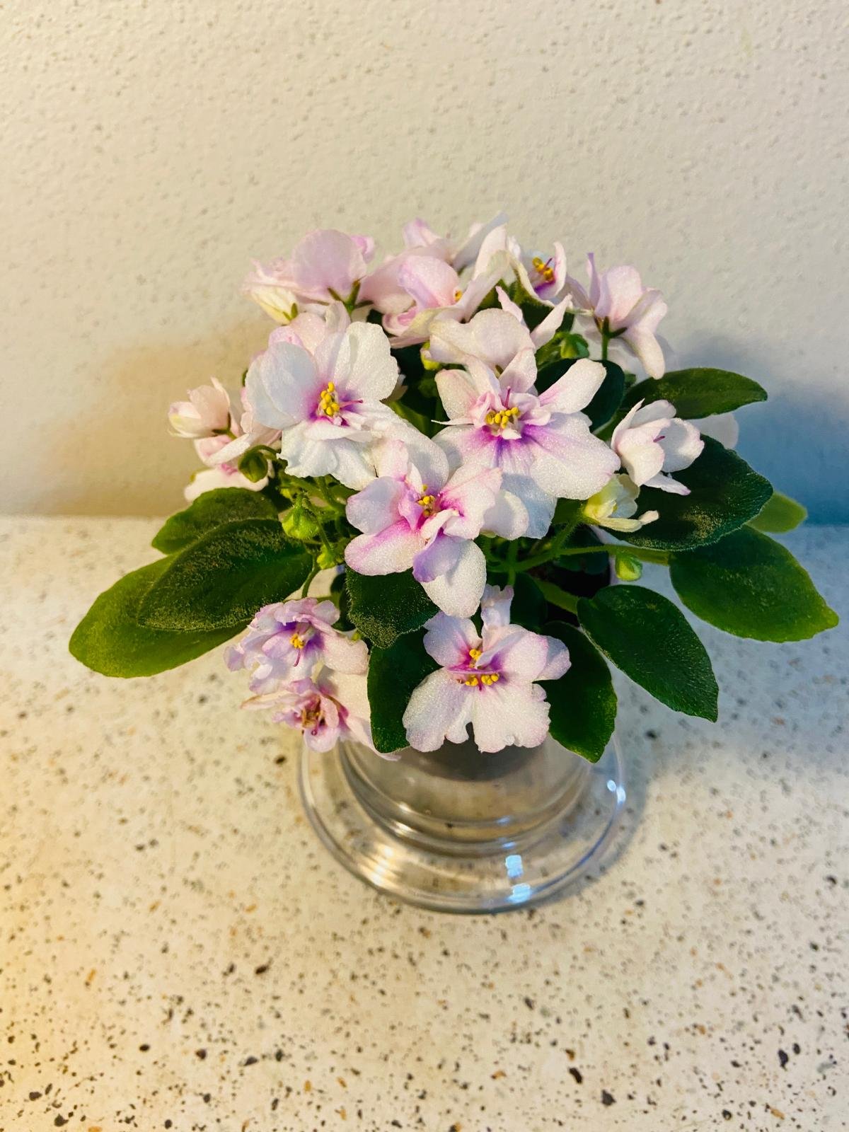 Miniature African Violet - Light Pink