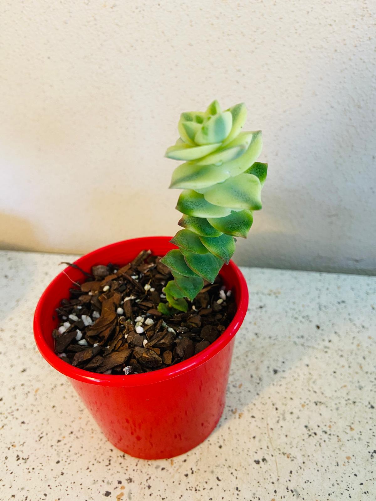 Crassula Perforata Variegata- Perfoliata-80mm My Store
