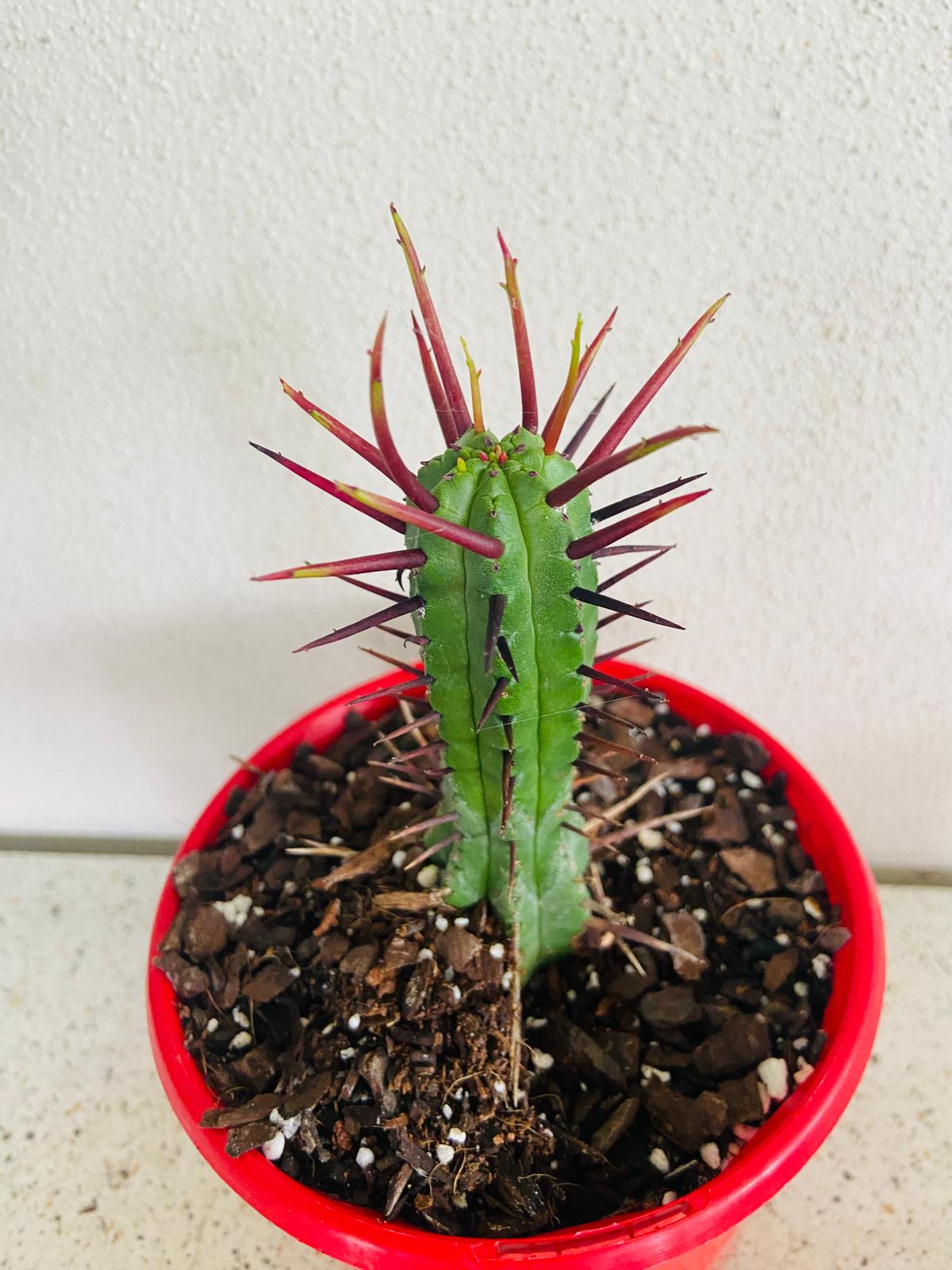 Euphorbia Enopla