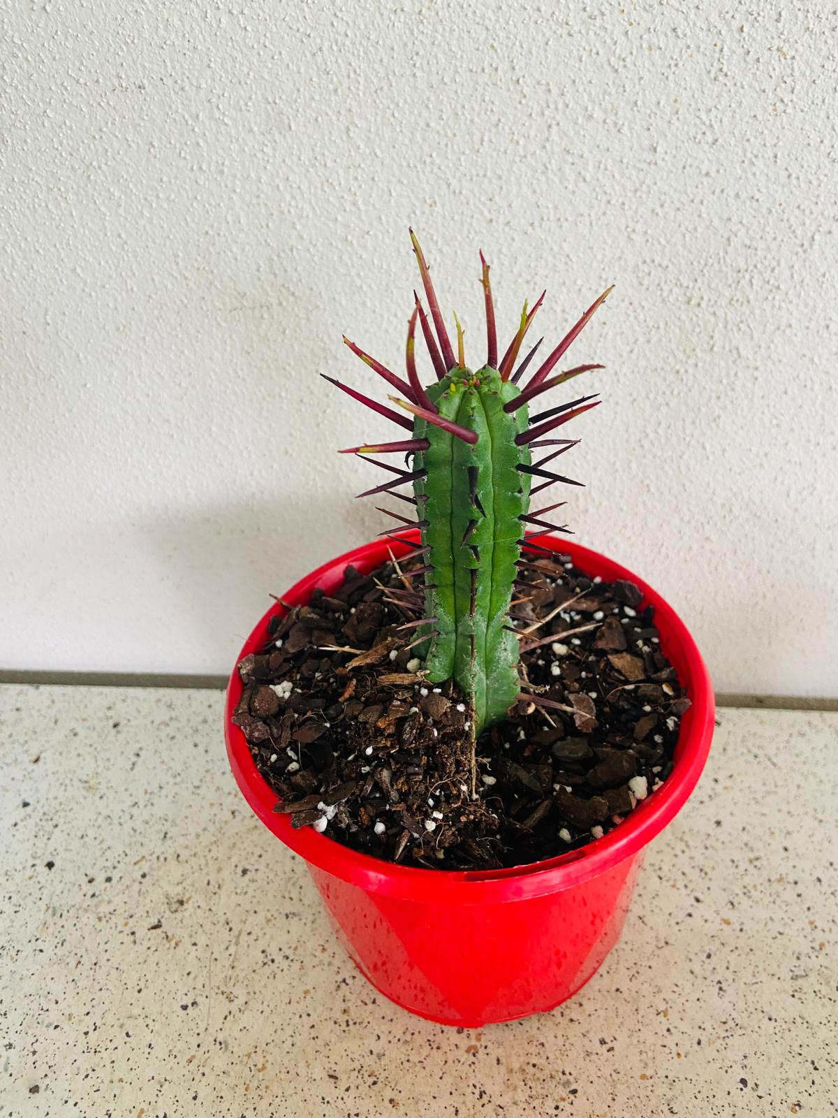Euphorbia Enopla