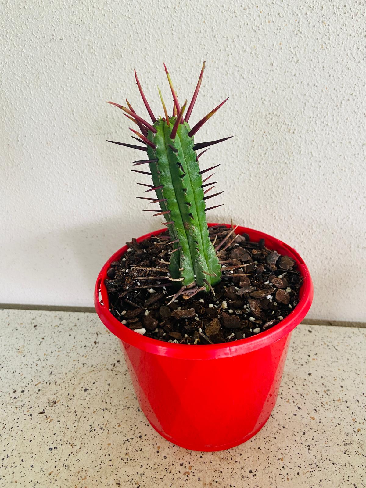Euphorbia Enopla