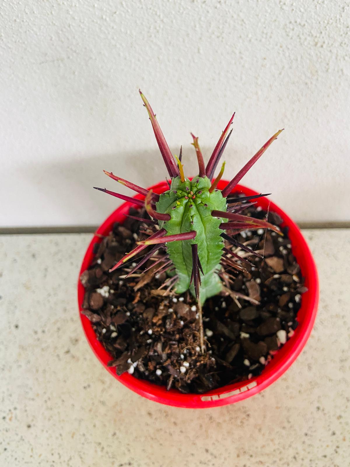 Euphorbia Enopla