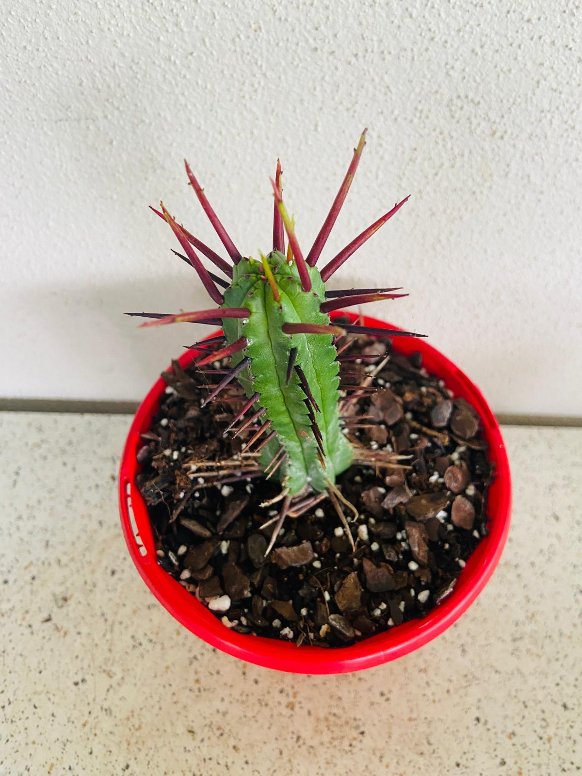 Euphorbia Enopla