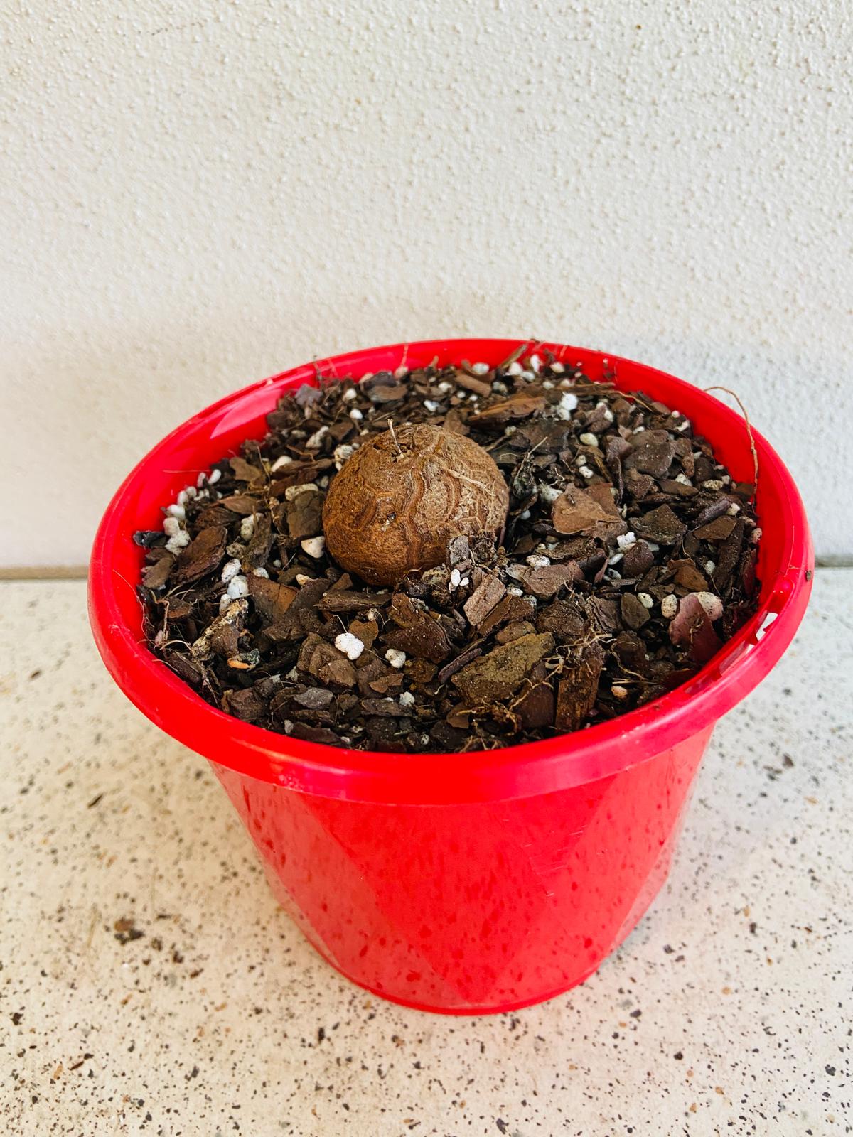 Dioscorea Elephantipes- Elephants Foot My Store