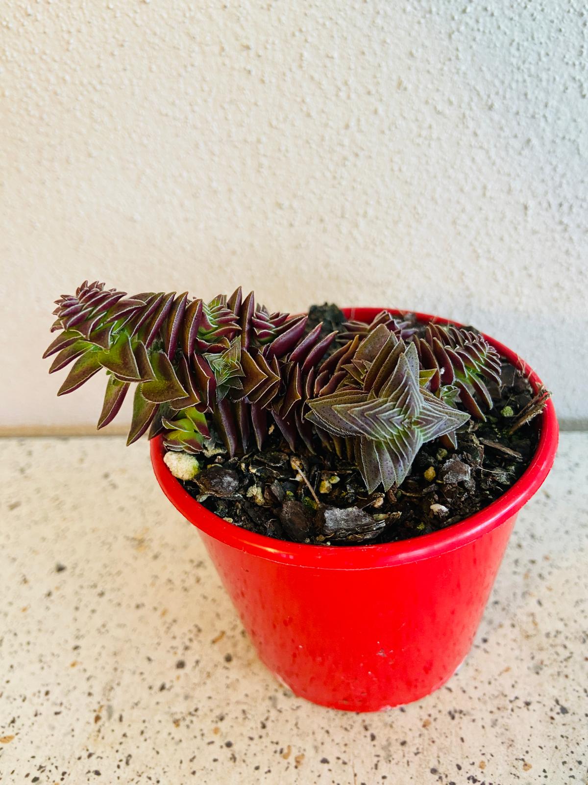 Crassula Pagoda Village