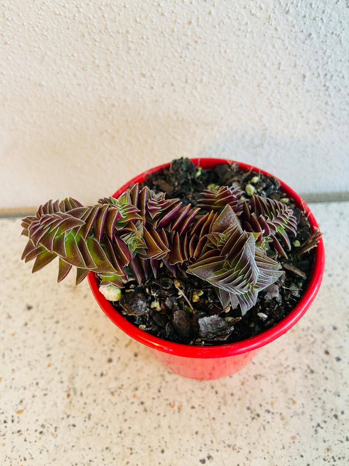 Crassula Pagoda Village
