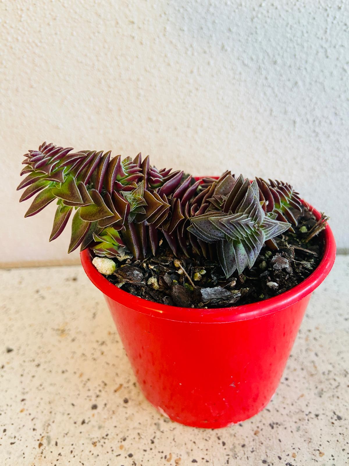 Crassula Pagoda Village
