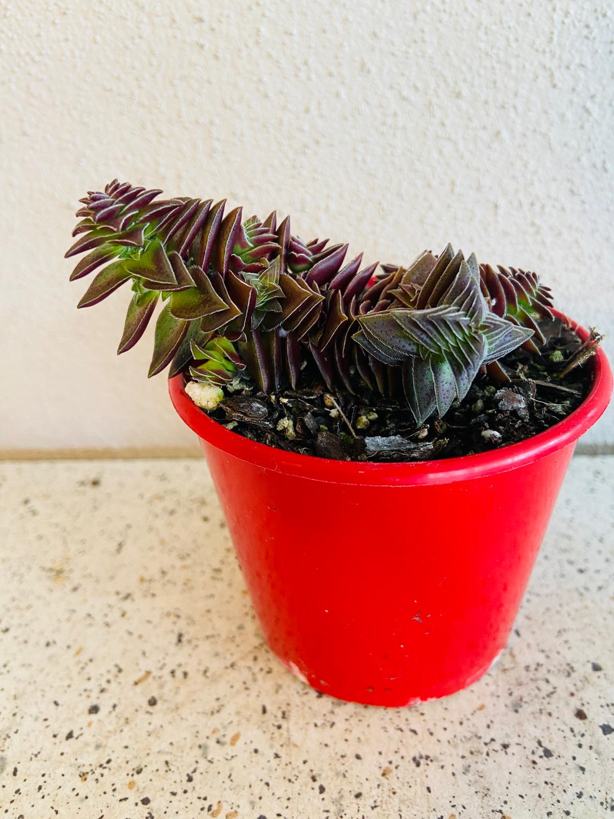 Crassula Pagoda Village
