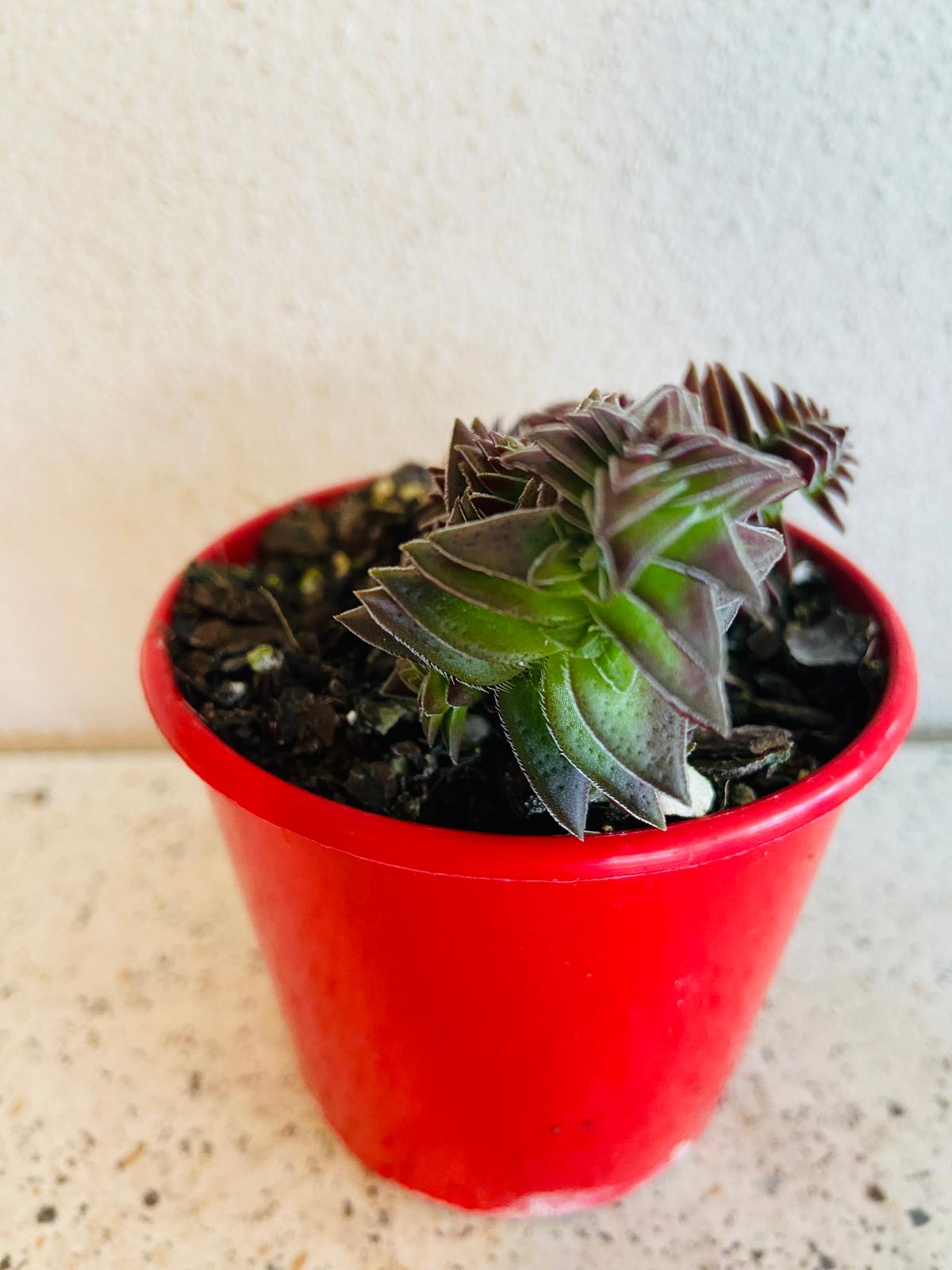 Crassula Pagoda Village