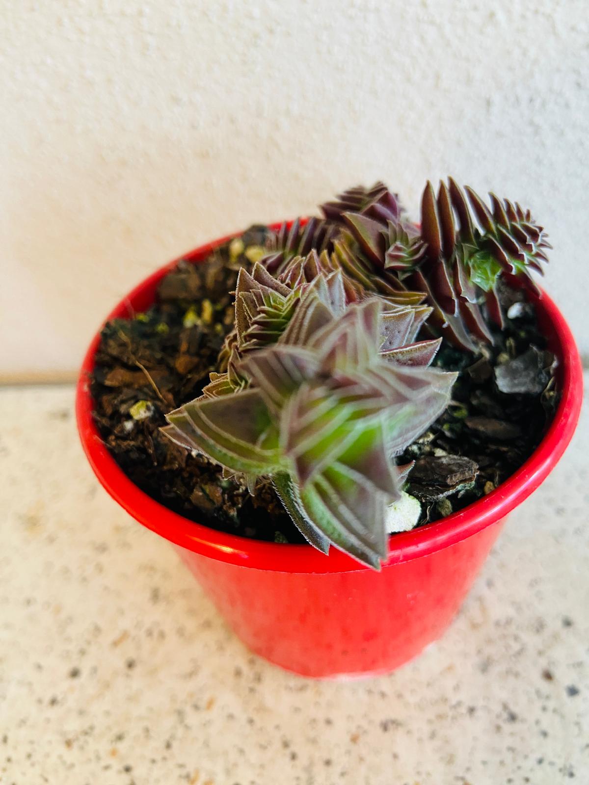 Crassula Pagoda Village