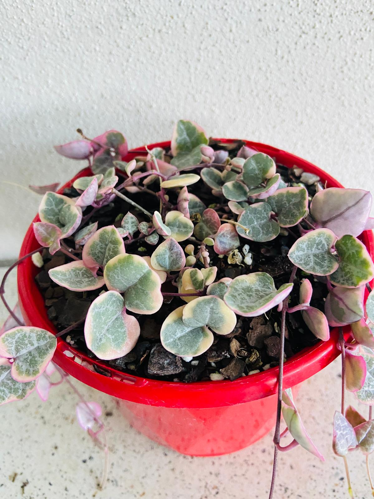 Ceropegia Woodii Variegated Chain of Hearts