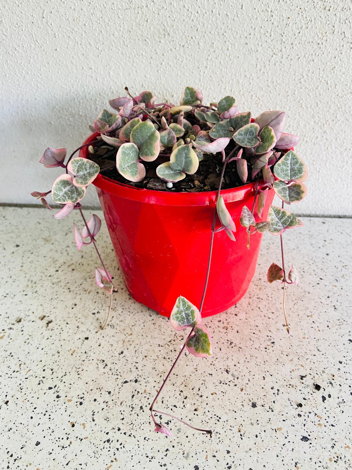Ceropegia Woodii Variegated Chain of Hearts