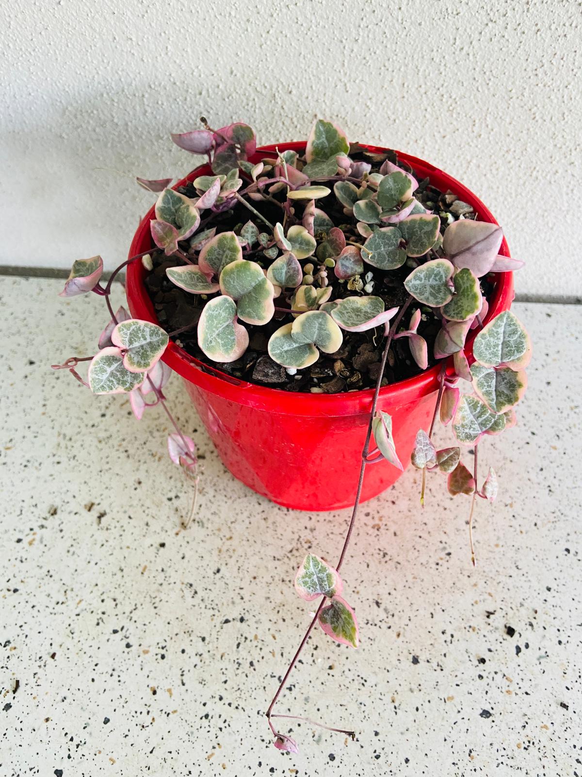 Ceropegia Woodii Variegated Chain of Hearts My Store