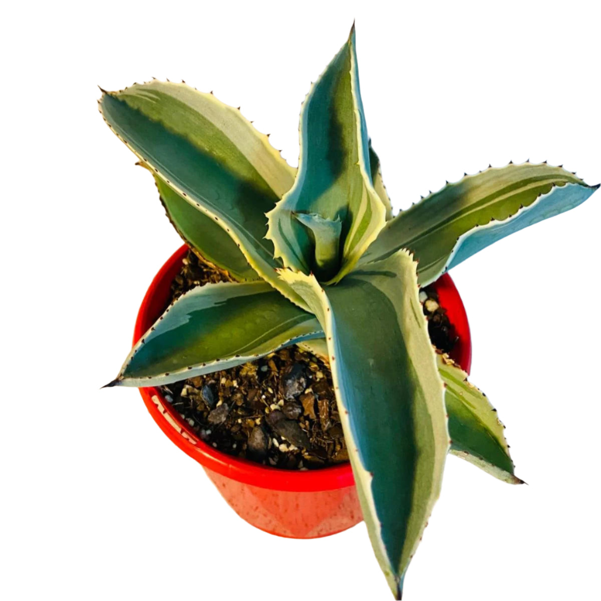 Agave Gypsophila Ivory Curls