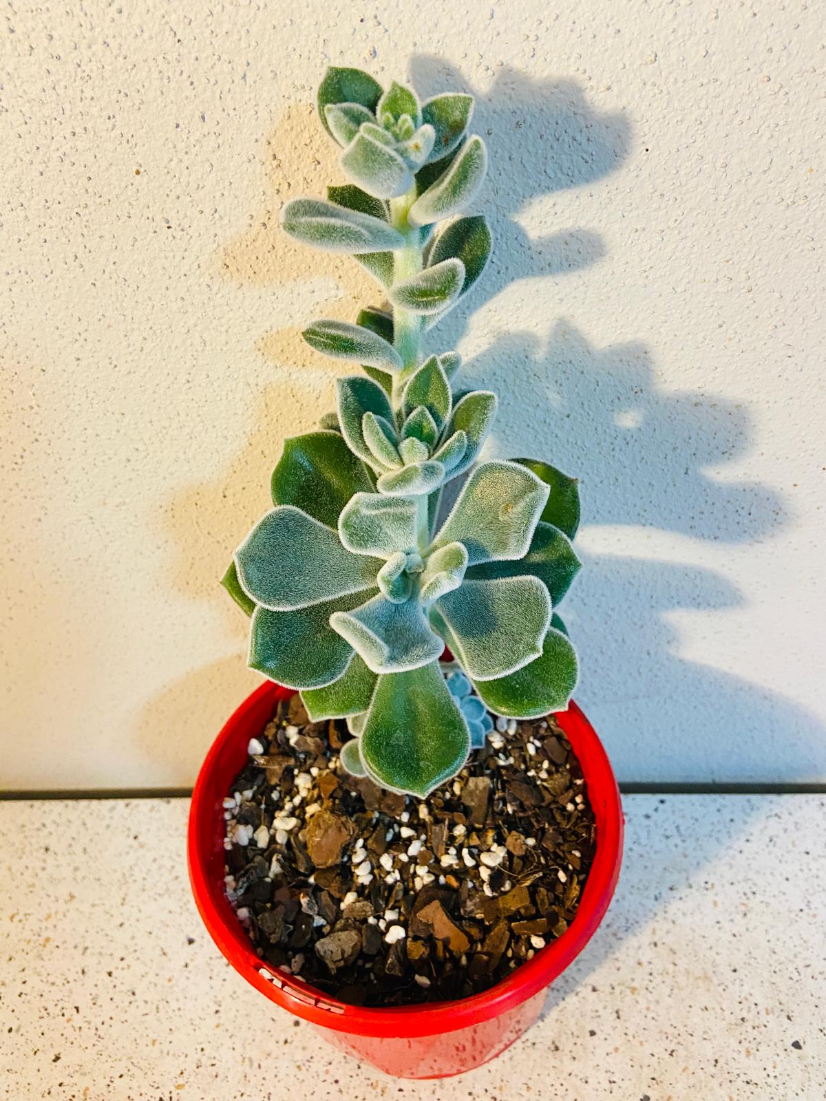 Echeveria Setosa Rose and Purpus Pulvinata 'Frosty'