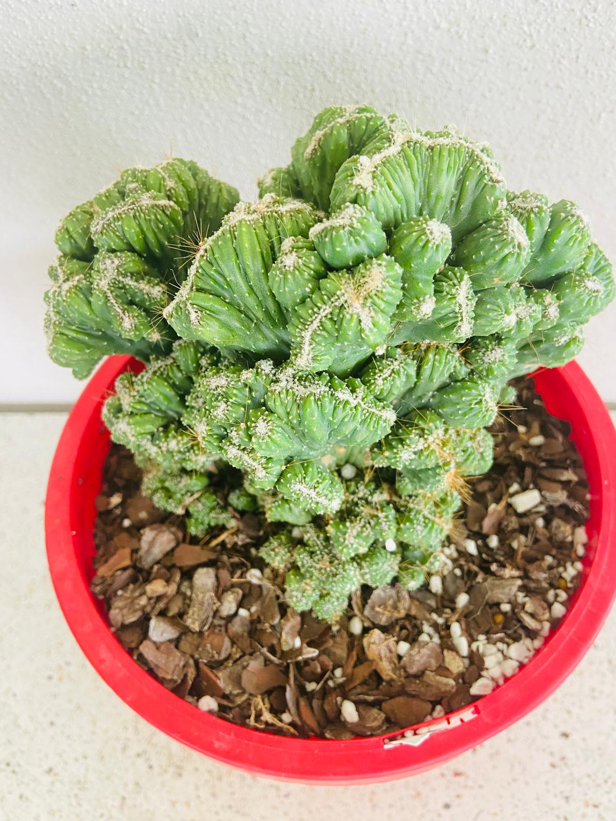 Cereus Thai Hybrid My Store