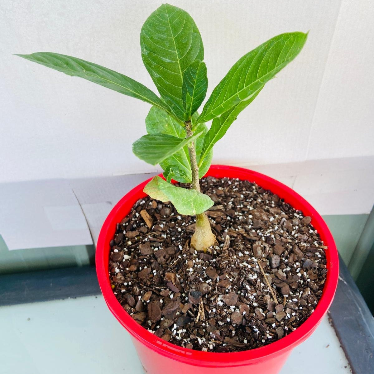 Baobab Adasonia Digitata