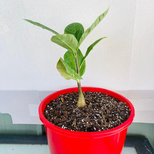 Baobab Adasonia Digitata (Wholesale)