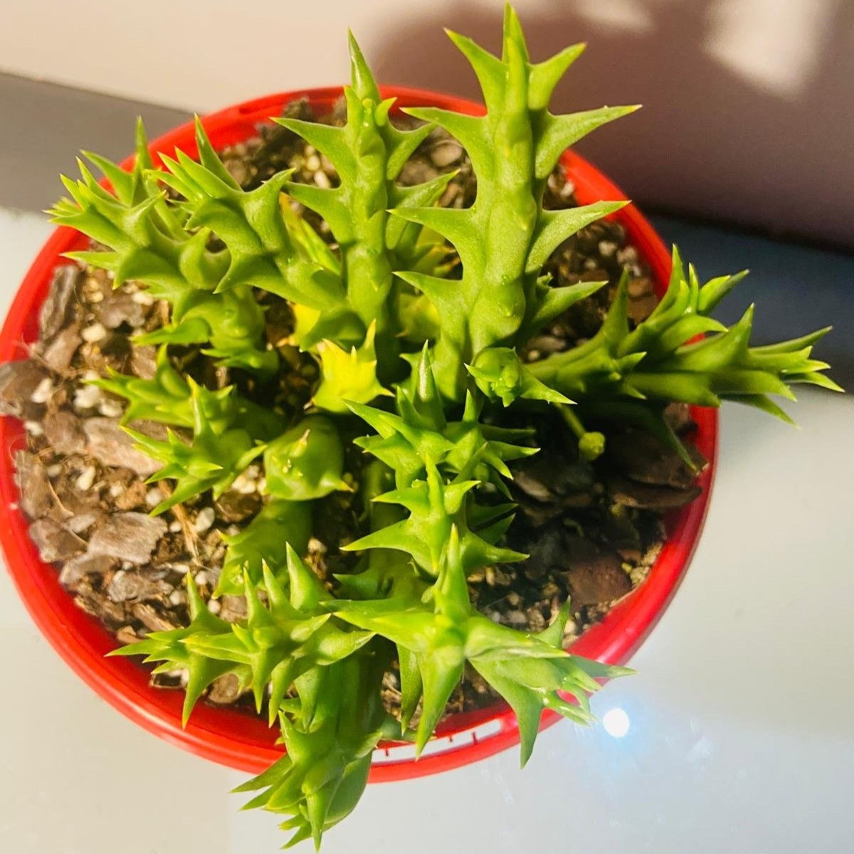 Orbea Semota v Lutea