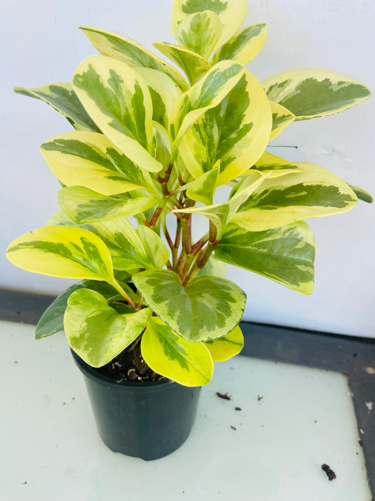 Peporomia 'Albo Marginata'