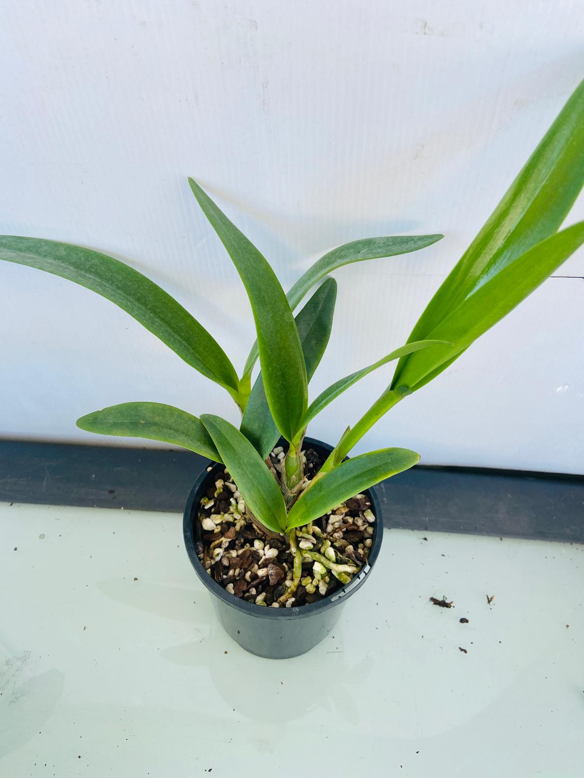 GCT Starrlyn 'TOPAZ'