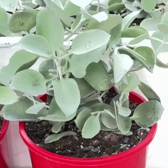 Buy Kalanchoe Silver Spoons - Australia’s Favourite Drought-Resistant Succulent