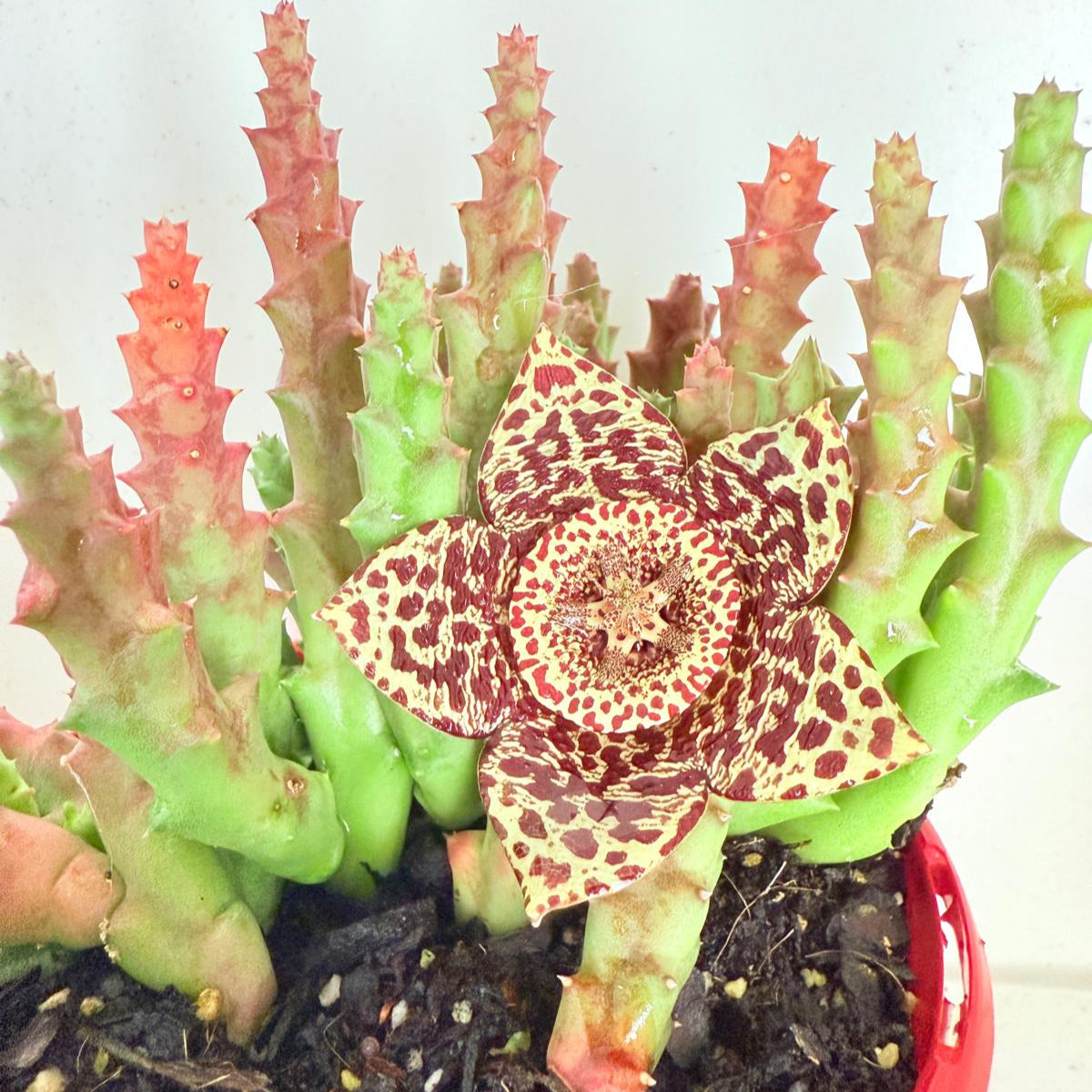 succulent world Stapelia Variegata 130mm – Succulents World