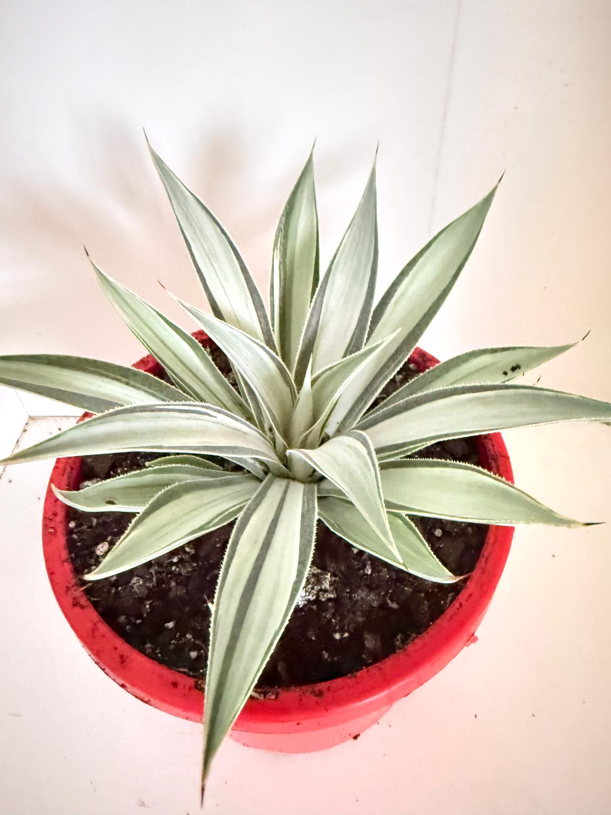 Agave Moonbeam