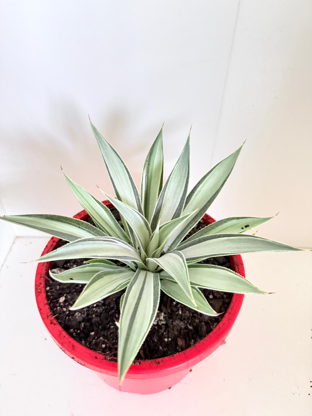 Agave Moonbeam