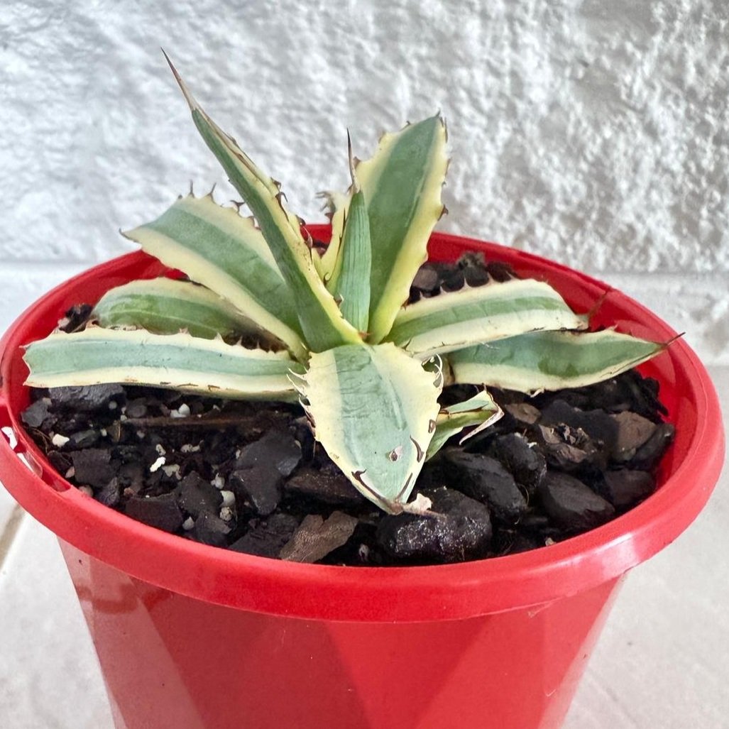 Agave Xylonacantha Variegated Frostbite