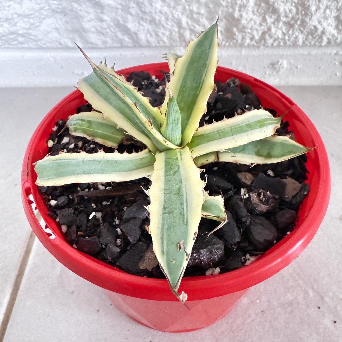 Agave Xylonacantha Variegated Frostbite