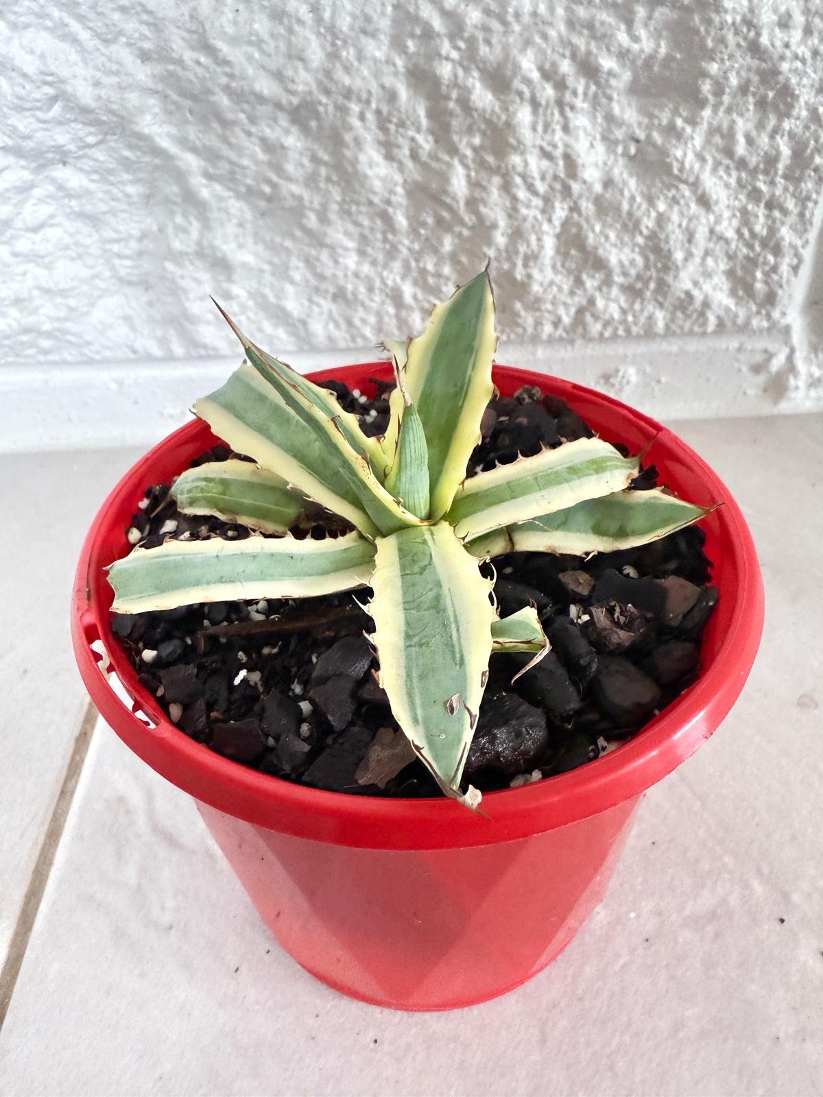 Agave Xylonacantha Variegated Frostbite